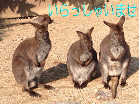 warabi-2.jpgのサムネール画像